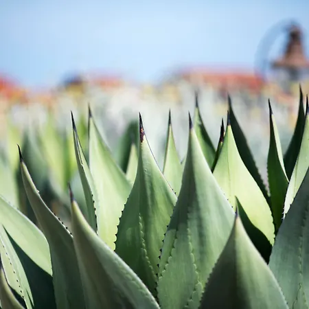 Aquae Sinis Diffuso 4* Càbras