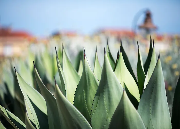 Aquae Sinis Diffuso 4* Càbras