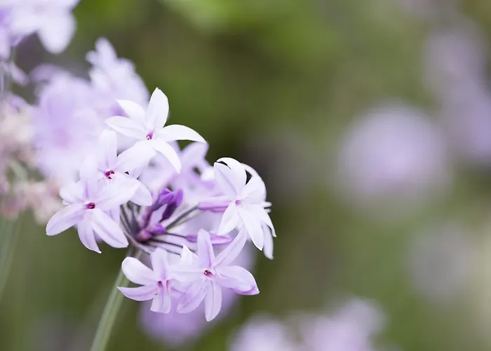 호텔 Aquae Sinis Diffuso 까브라스