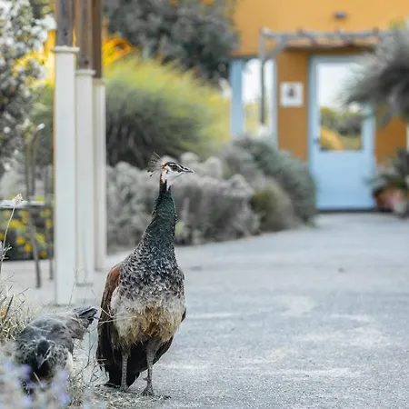 Otel Aquae Sinis Diffuso Càbras
