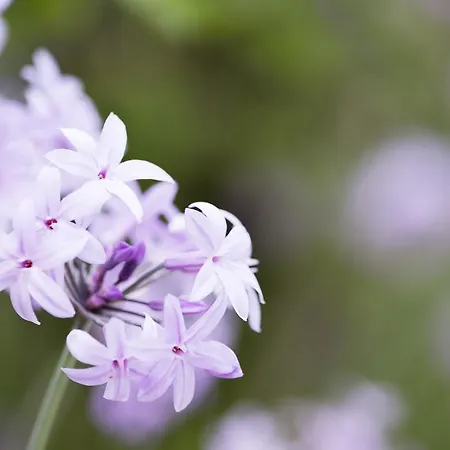 Otel Aquae Sinis Diffuso Càbras